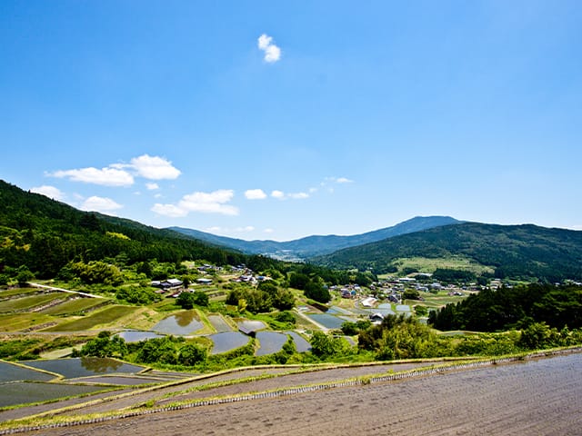 坂折棚田